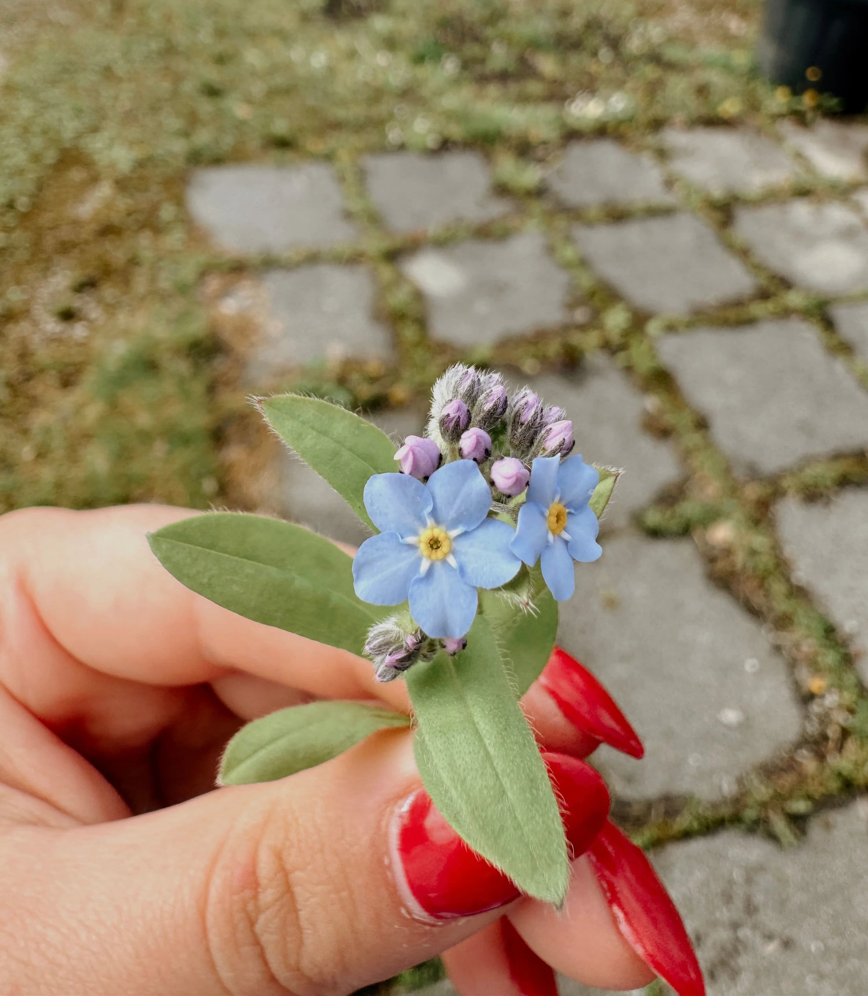 Among the flowers, Shrubs and narrow paths…